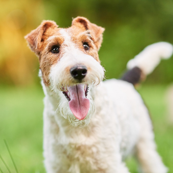 Doggy Boarding image