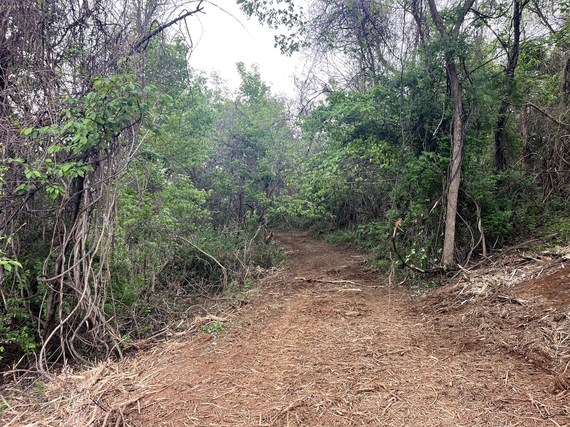 Dirt trail through dense green forest with trees and brush on both sides