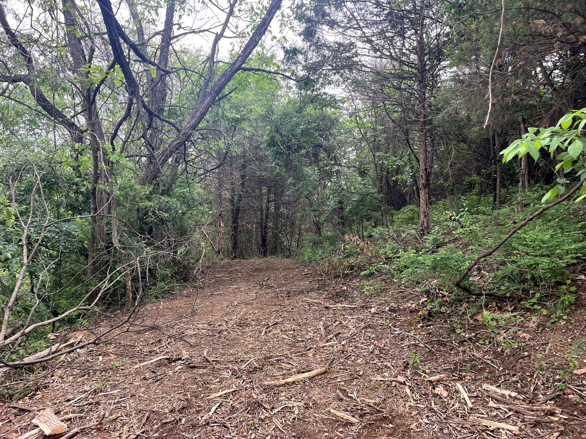 Wooded dirt trail covered in leaves, surrounded by dense green forest trees and brush.