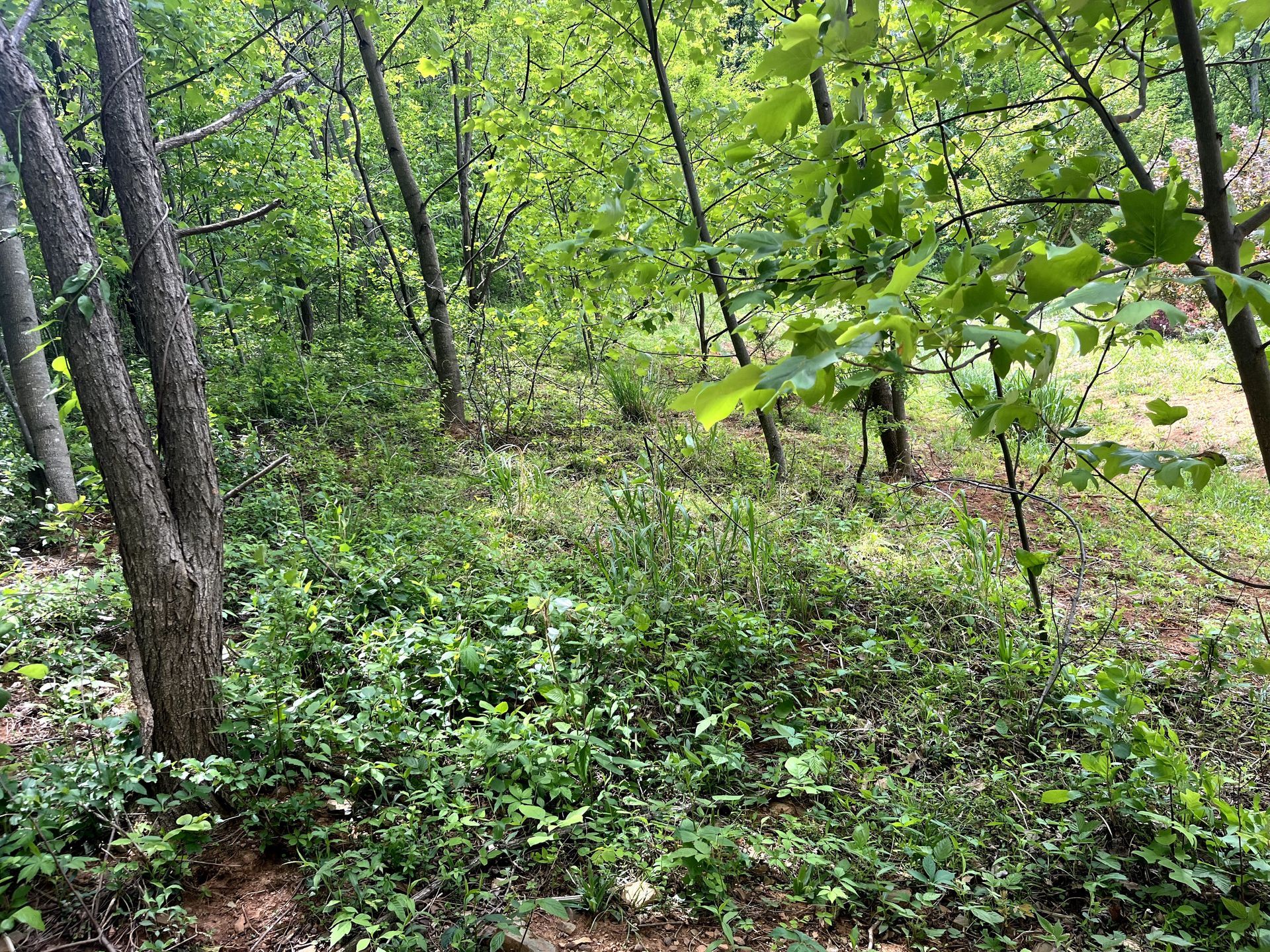 Dense green forest with trees and undergrowth on a sloped, leafy hillside