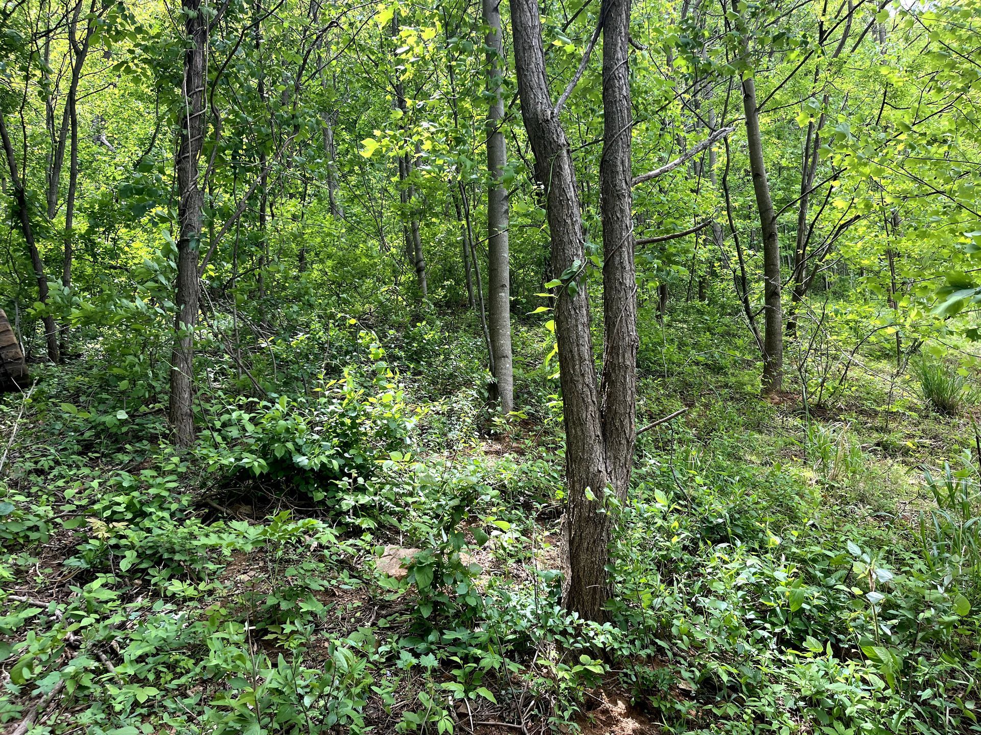 Dense green woodland with tall trees, shrubs, and leafy ground cover in a sunlit forest clearing