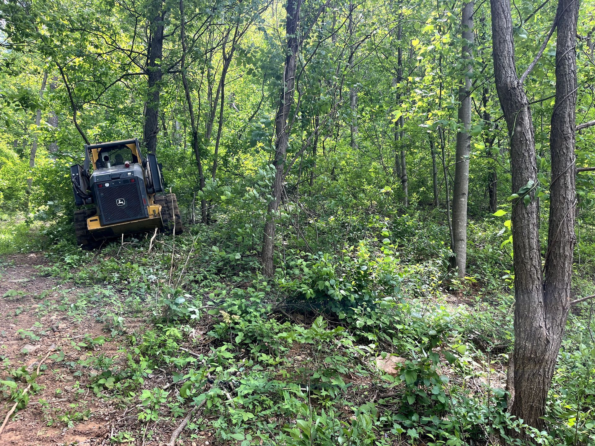 Small tracked vehicle in a green forest clearing with dense trees and undergrowth