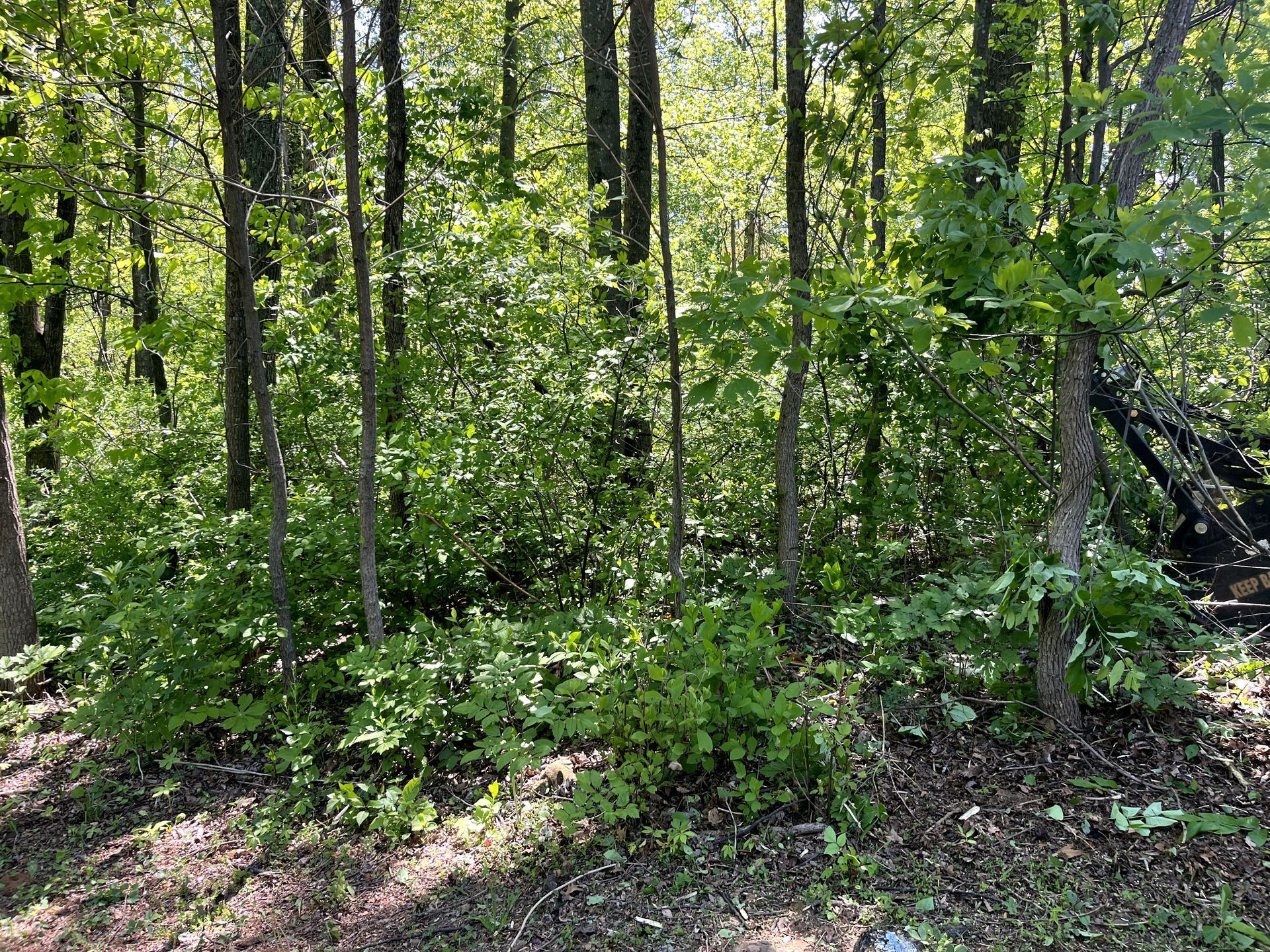 Dense green forest with tall trees, undergrowth, and dappled sunlight on the ground