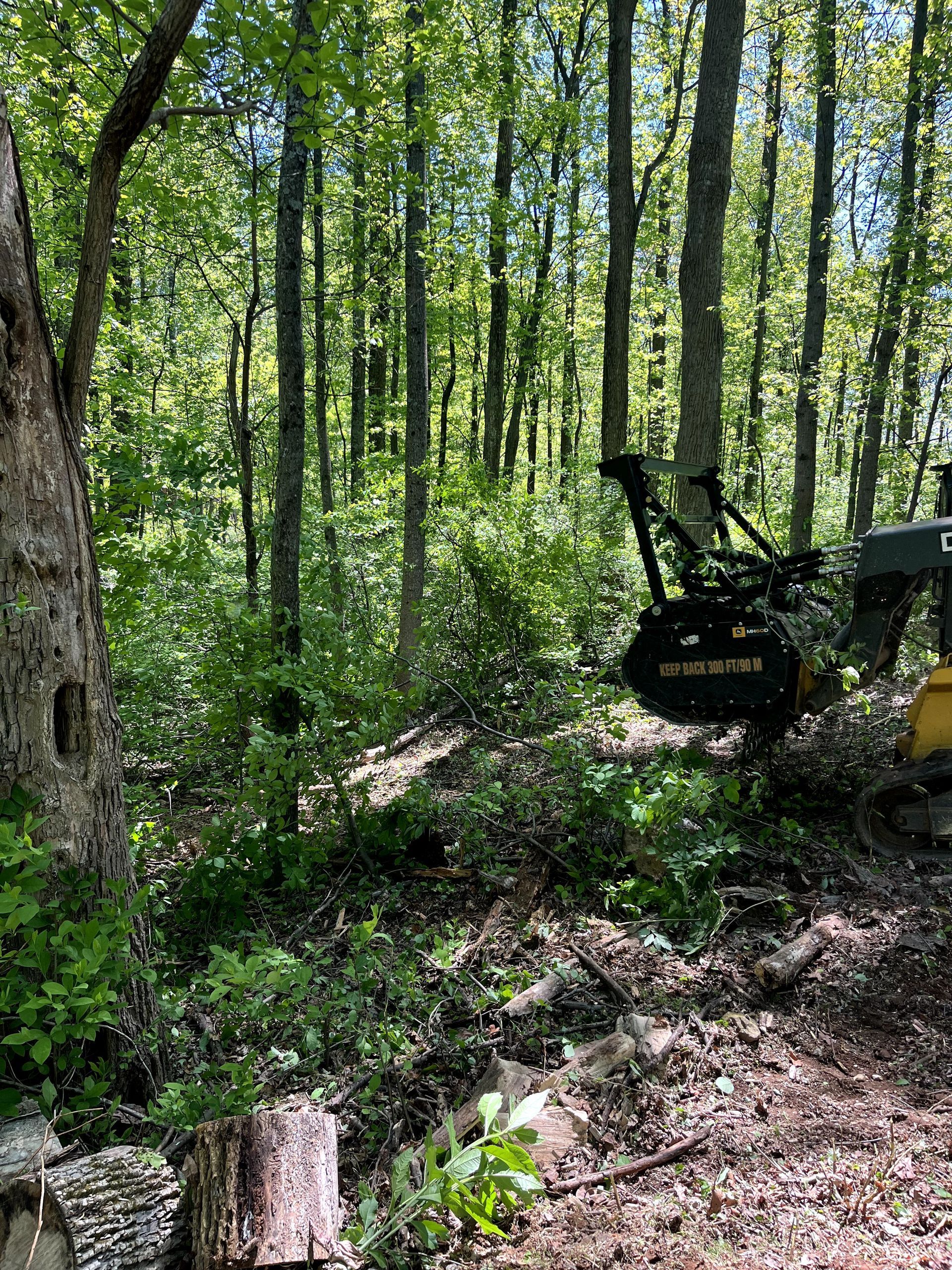 Wooded forest with tall trees and a green excavator partially visible on the right.
