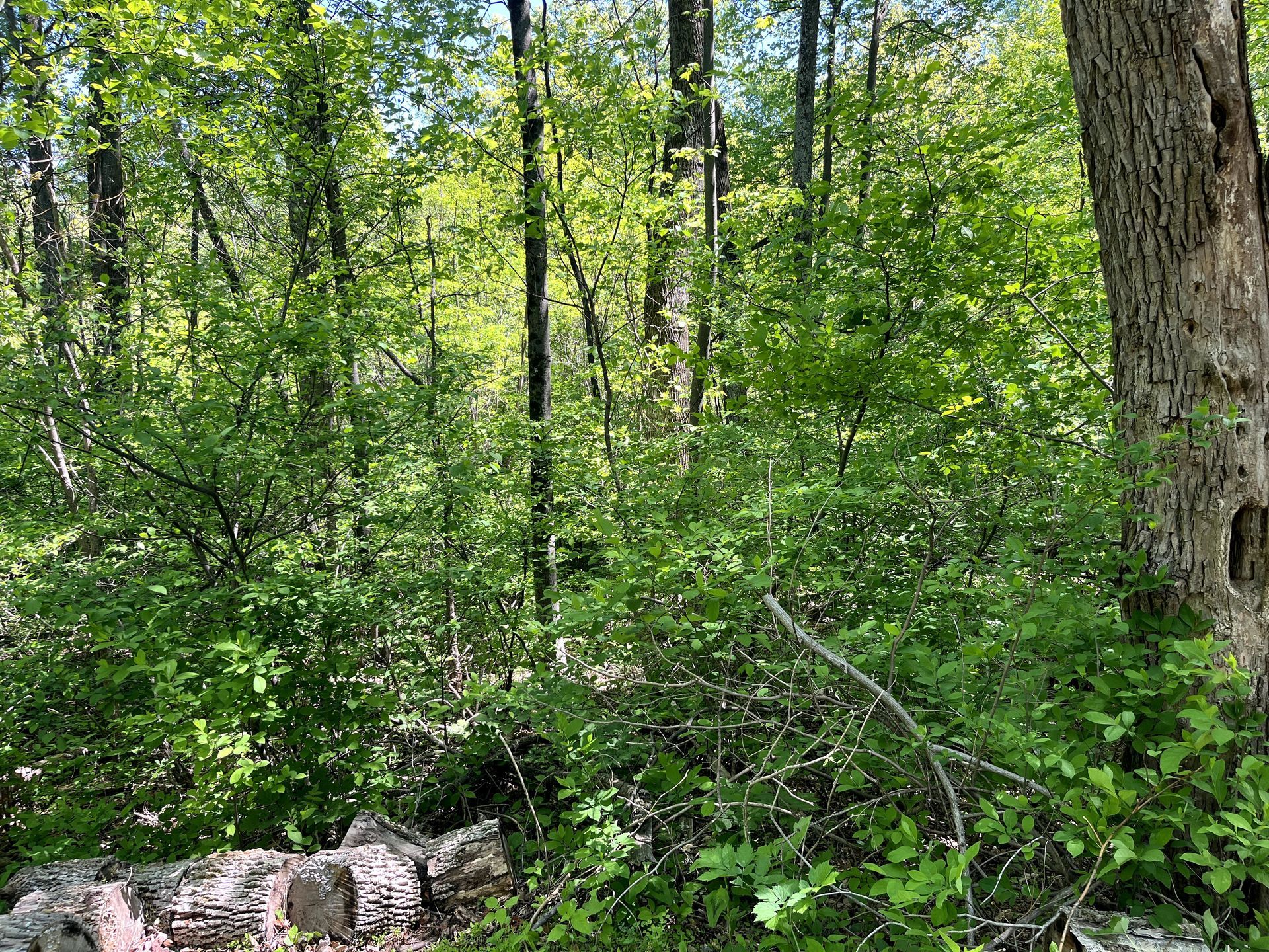 Dense green forest with tall trees and fallen logs on the ground