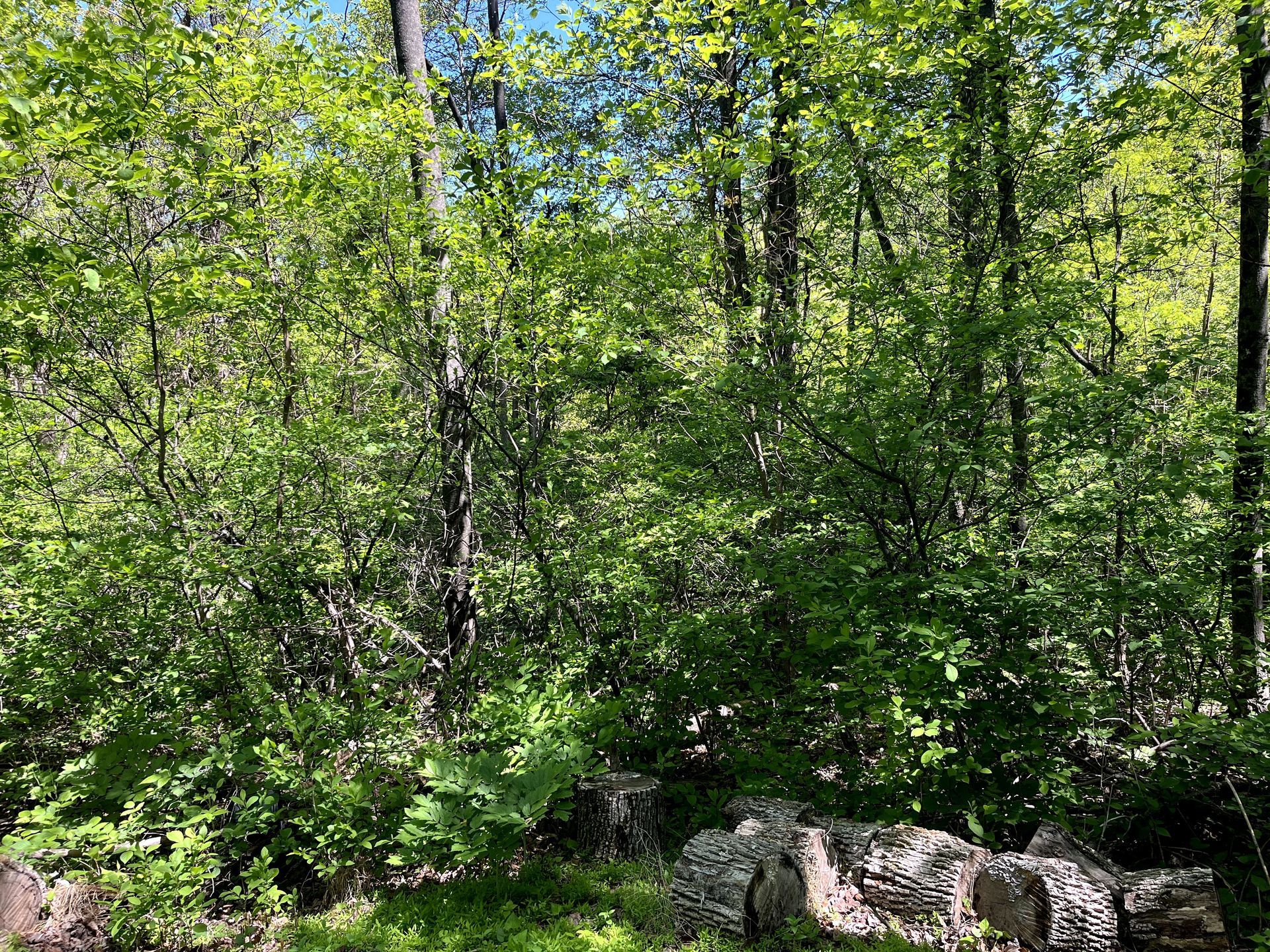 Dense green forest with sunlight, leafy trees, and large rocks in the foreground