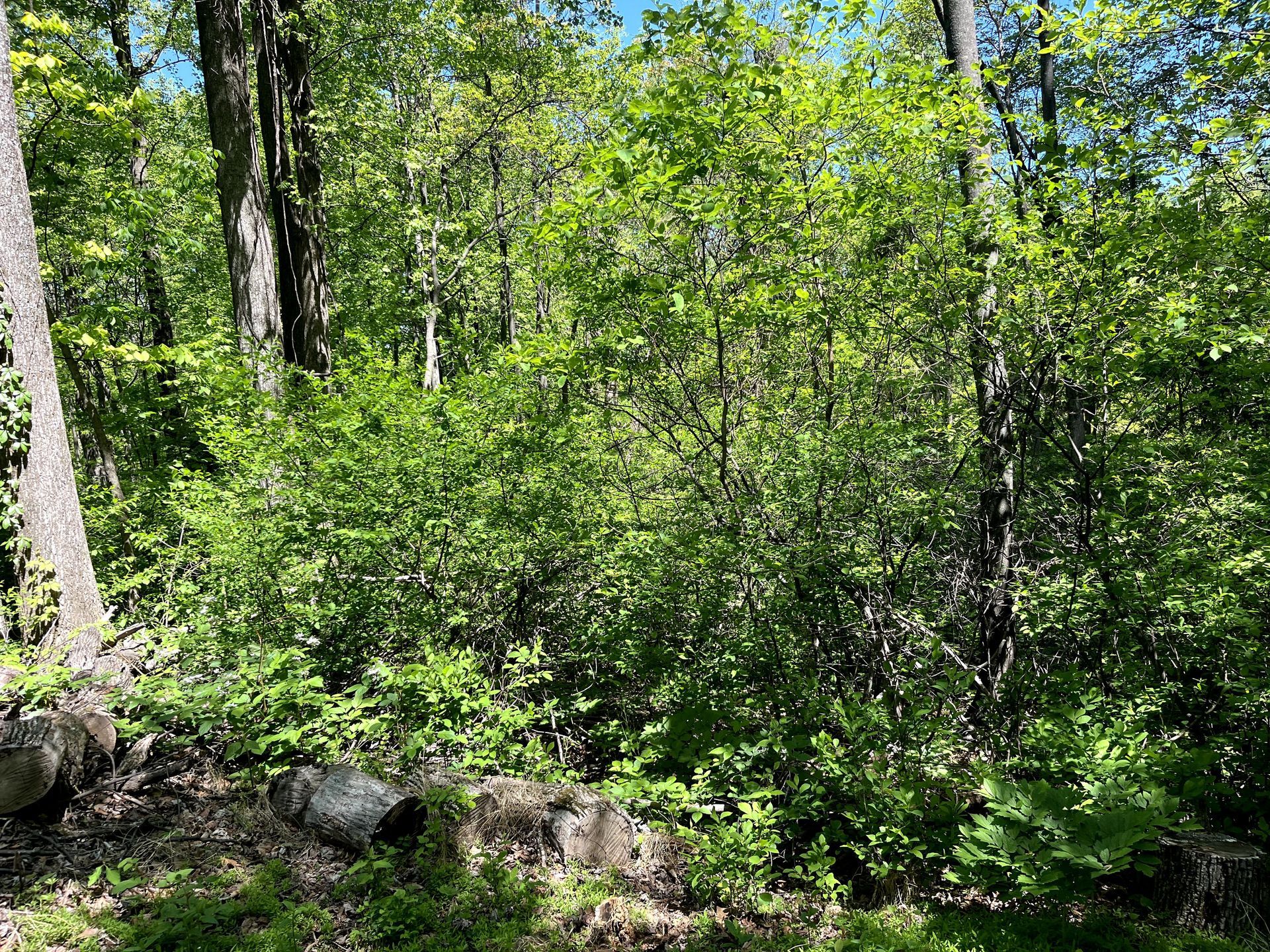Dense green forest with sunlit trees, rocks, and undergrowth in a wooded area