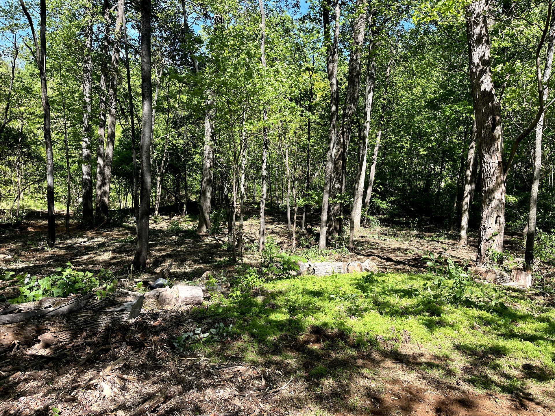 Wooded forest clearing with tall green trees and sunlit ground cover