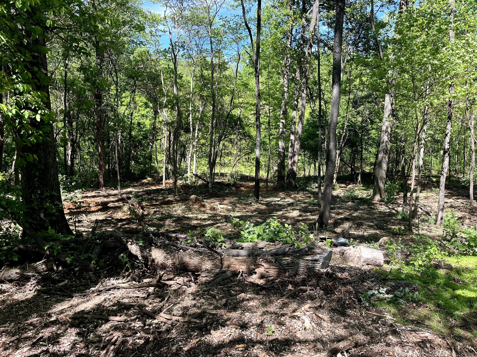Sunny forest clearing with tall trees, scattered rocks, and dappled shadows on the ground