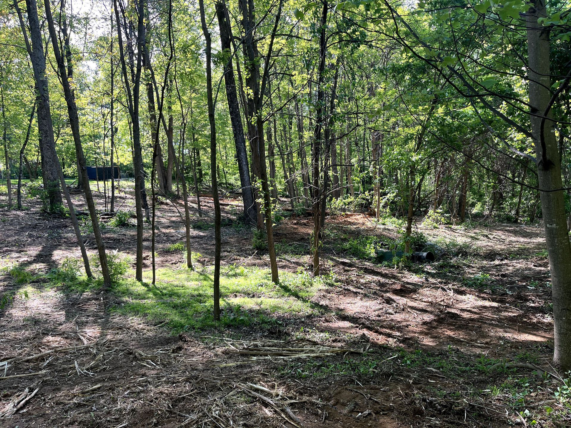 Sunny wooded area with tall trees, dappled light, and a leaf-covered forest floor