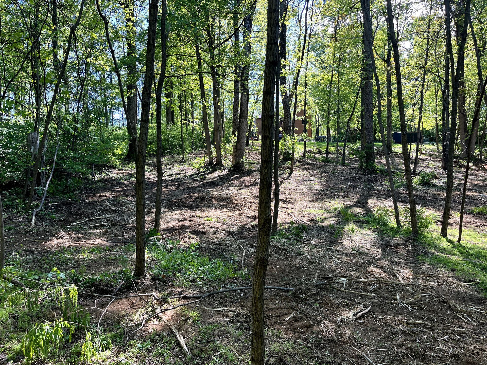 Sunlit forest clearing with tall trees and sparse undergrowth