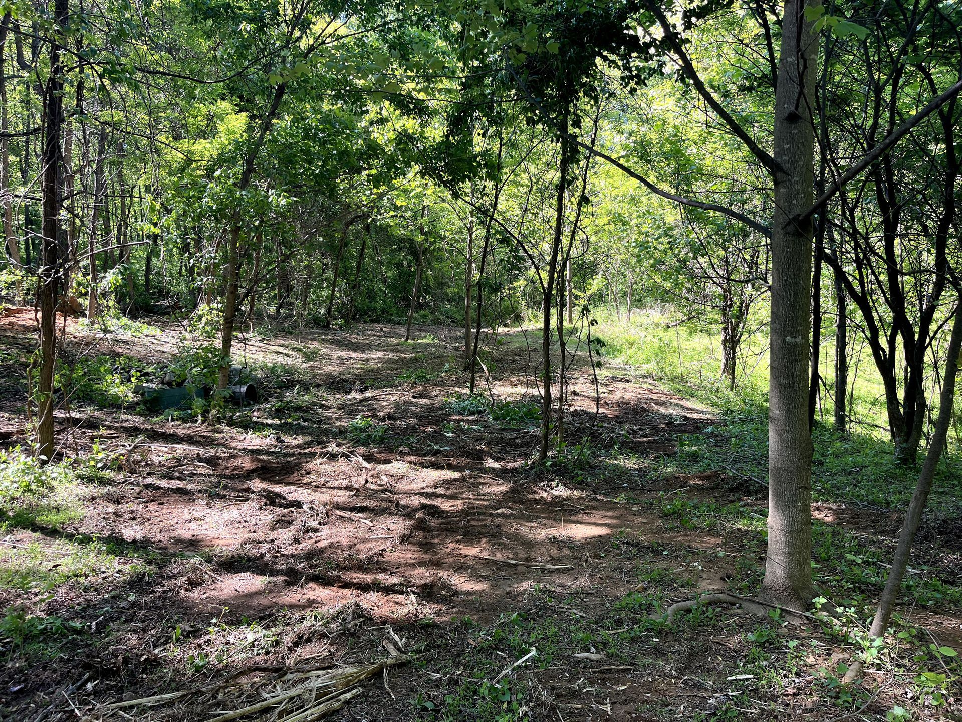 Wooded forest trail with sunlight filtering through green trees and patches of dirt and leaves