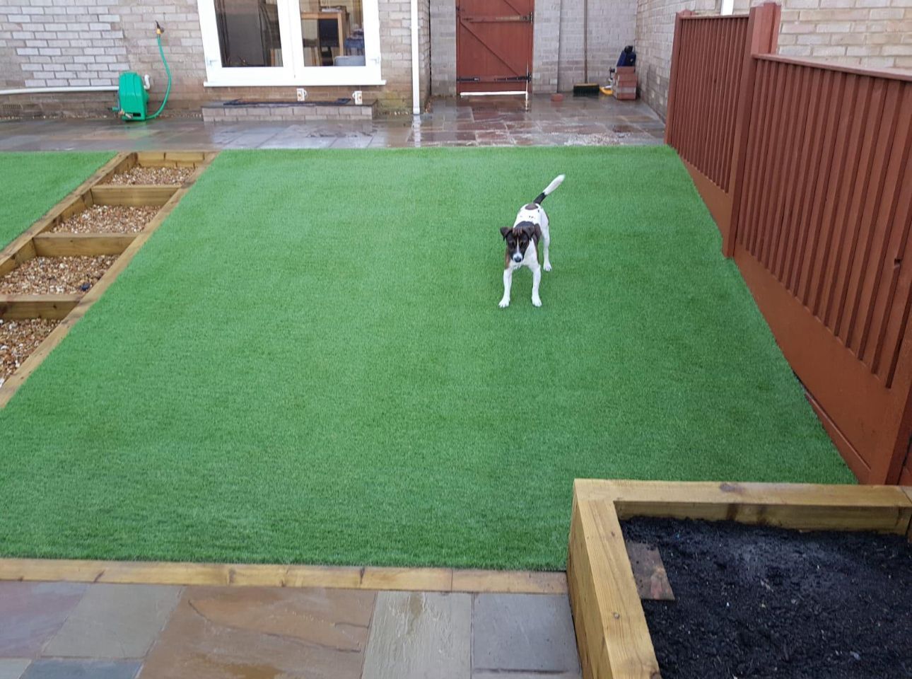 Small dog standing on a green artificial grass backyard patio near a house and wooden fence