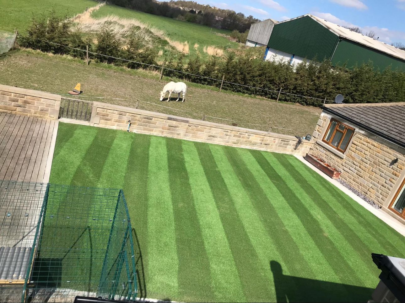 Backyard with striped green lawn, stone walls, and a white sheep grazing near the hedge