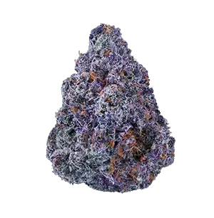 Purple and green cannabis bud covered in trichomes.