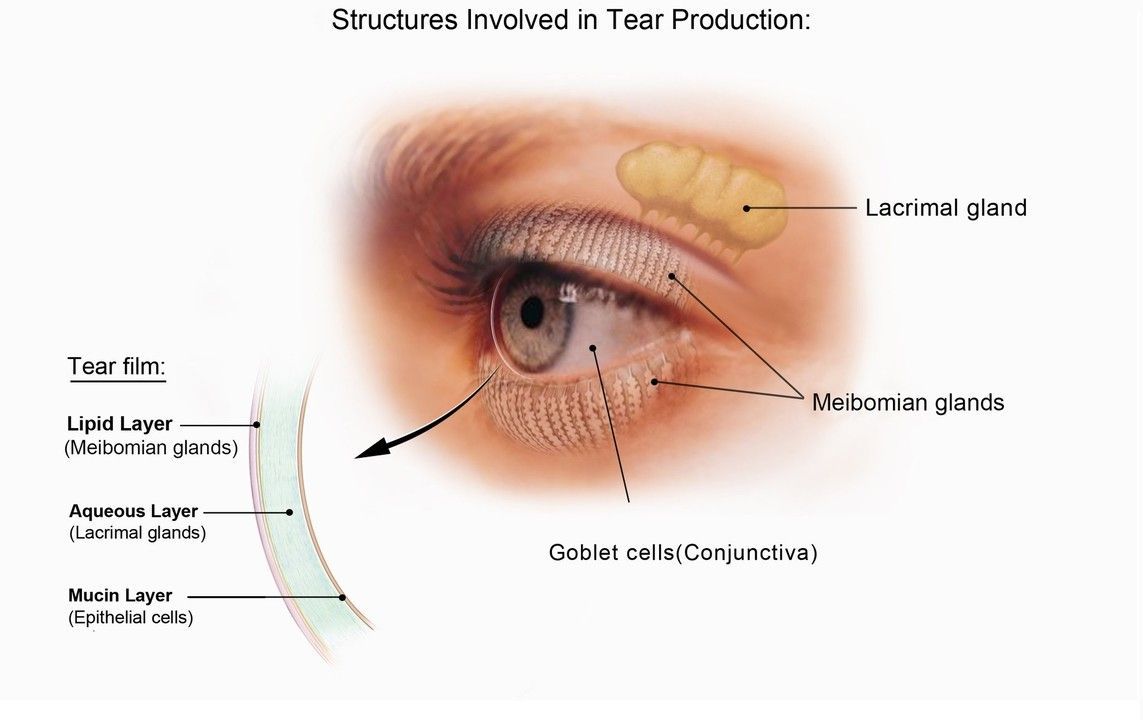Annotated eye diagram showing tear film layers and tear flow in the eye