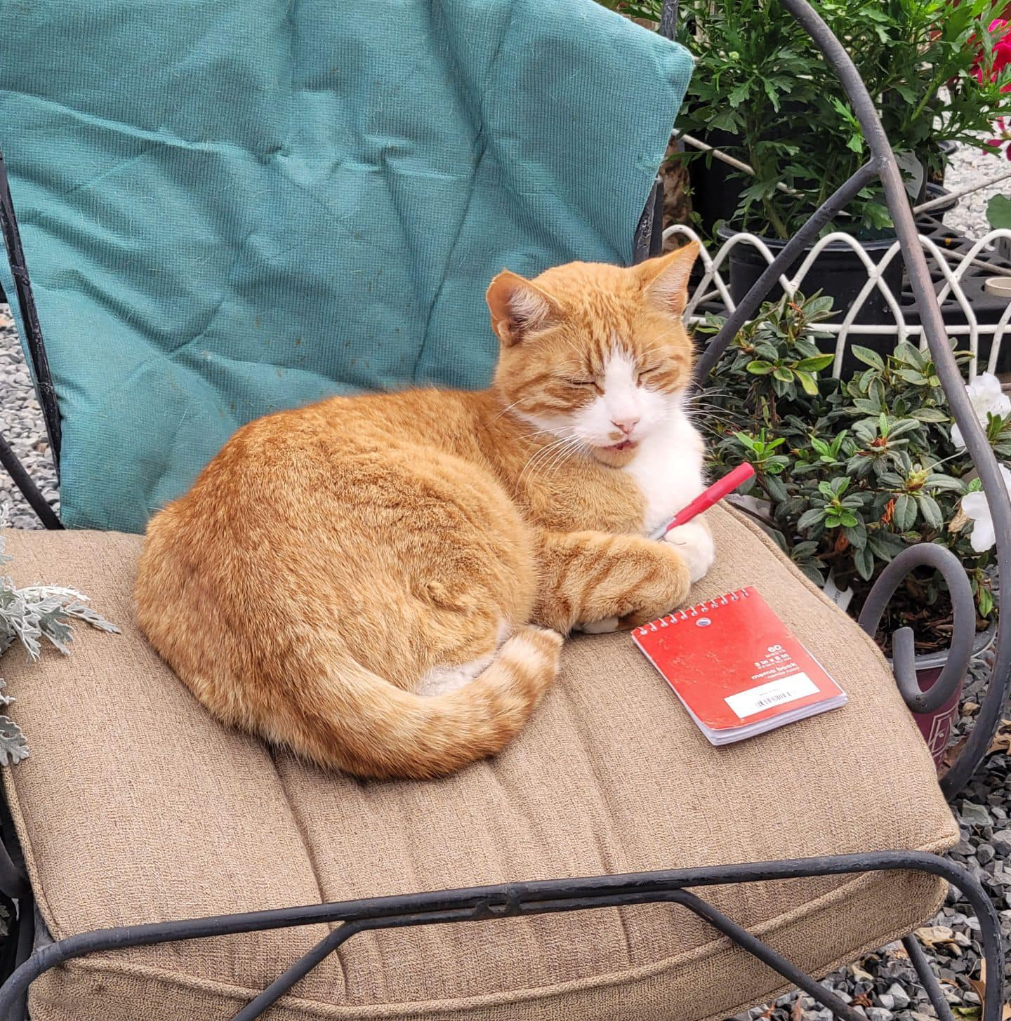 Orange-and-white cat curled on a beige chair outdoors beside a red notebook