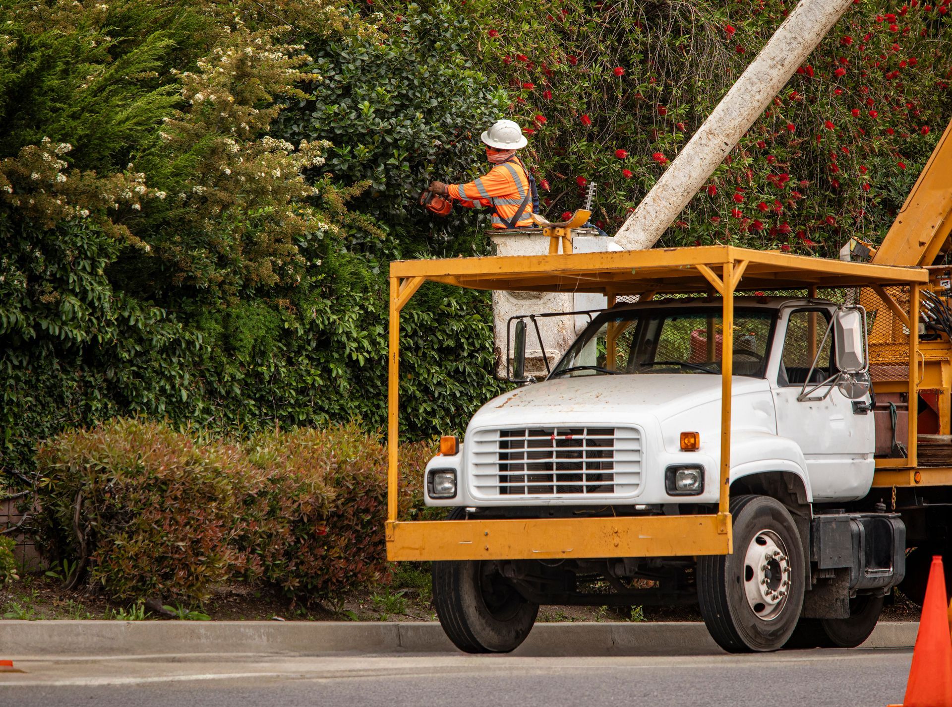 A tree trimmer in the bucket of a large articulating boom lift trimming a large group of bushes.