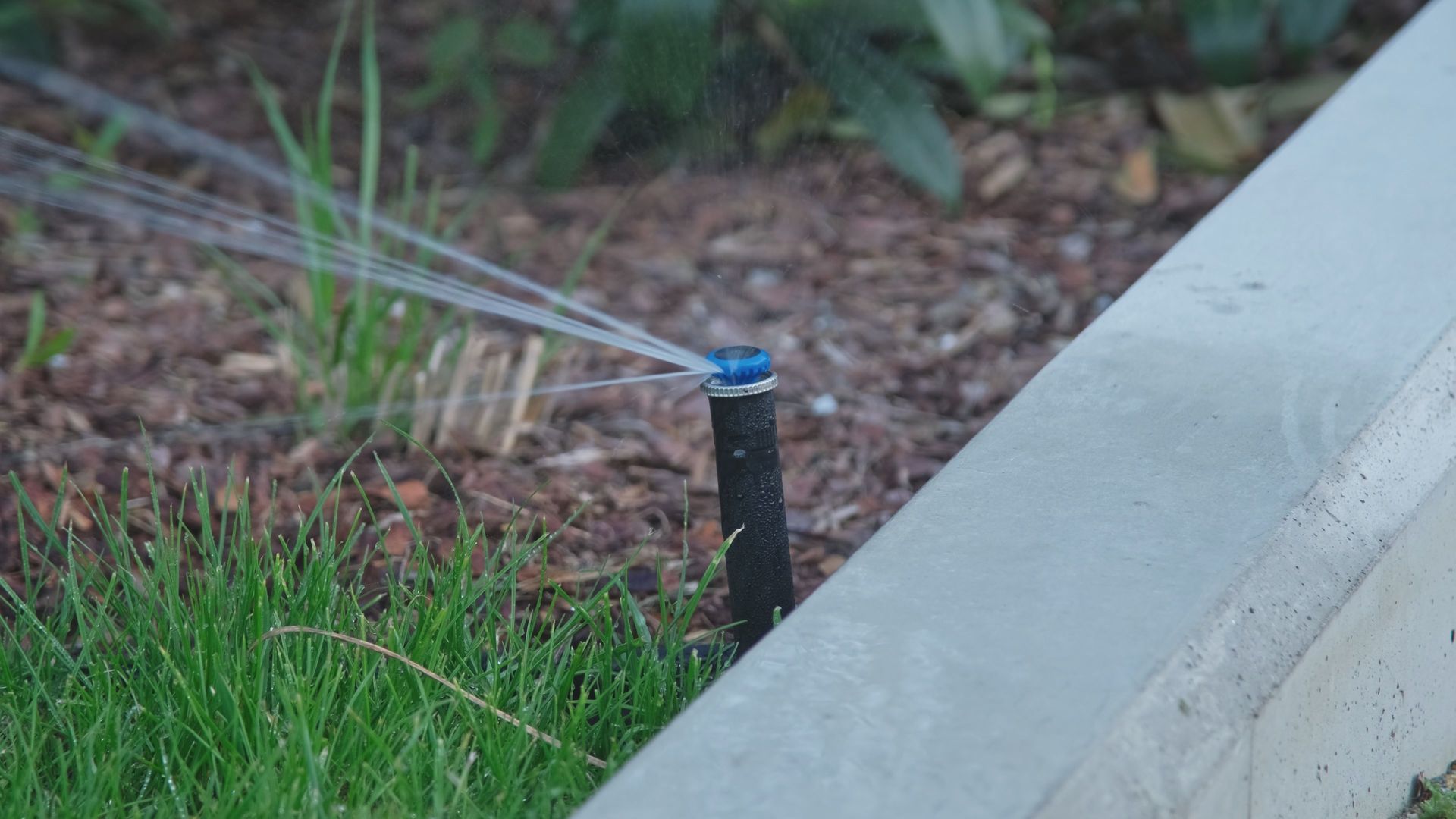 A pop-up sprinkler head watering a green lawn beside concrete edging in a landscaped yard area A pop-up sprinkler head watering a green lawn beside concrete edging in a landscaped yard area