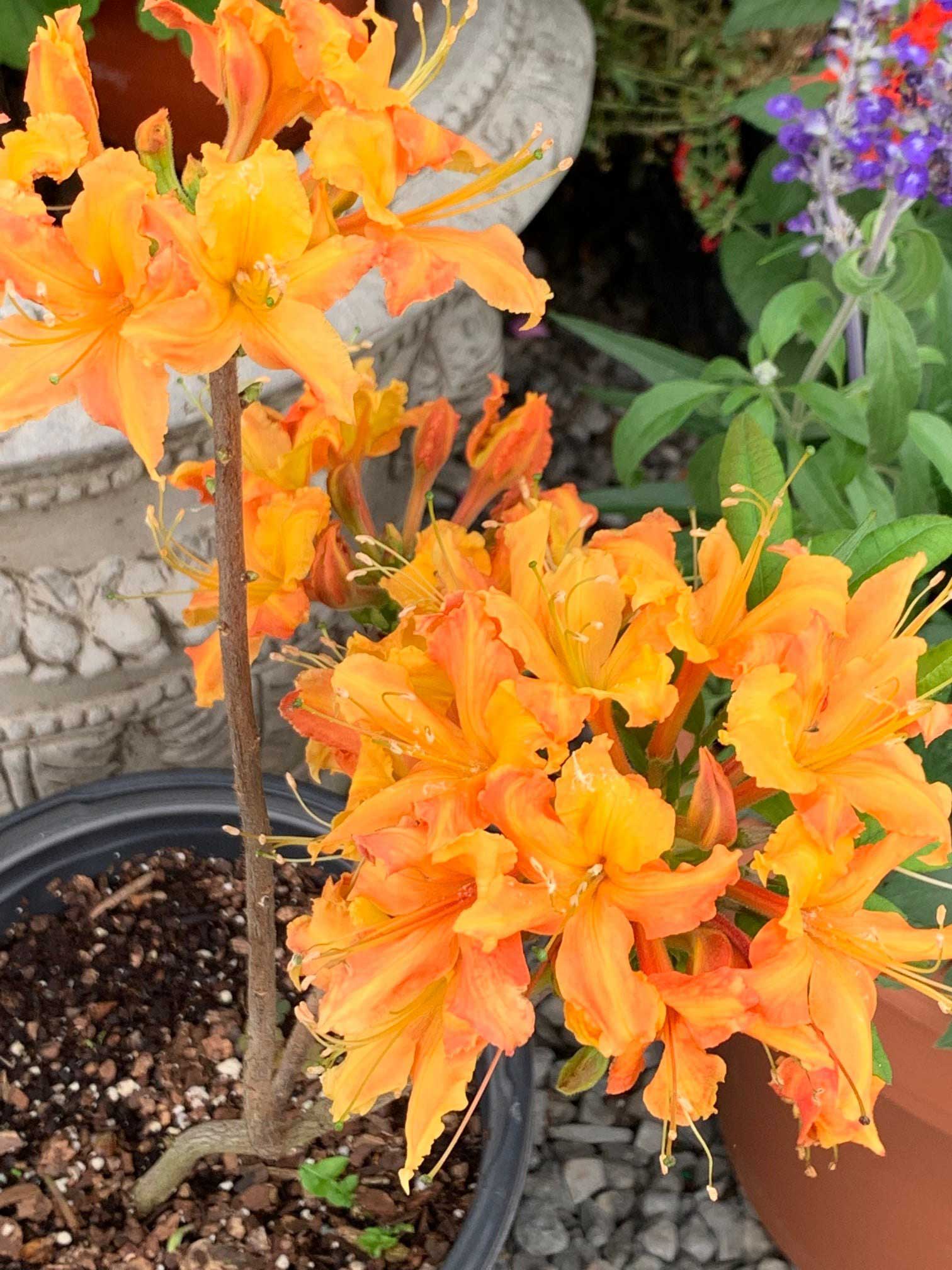 Bush Lily — Shreveport, LA — Lex Plant Farm