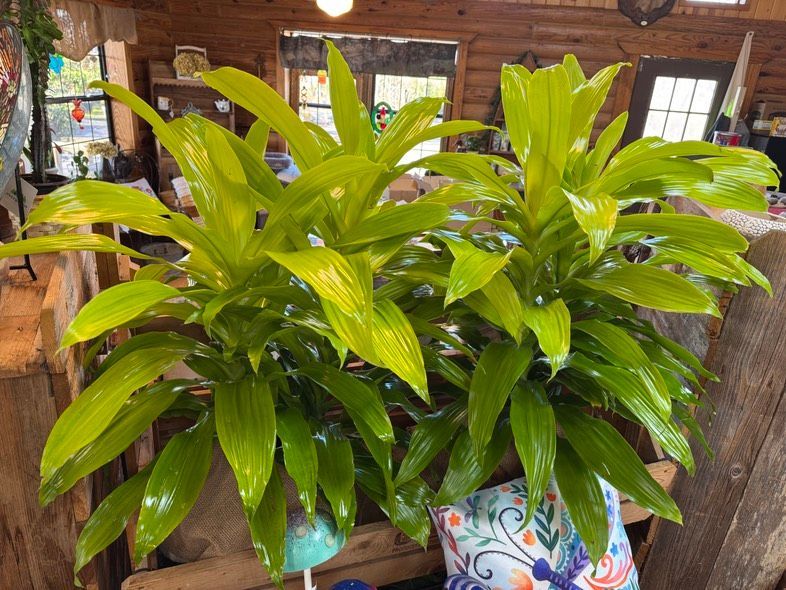 Two lush green potted plants with broad leaves on a rustic wooden table indoors