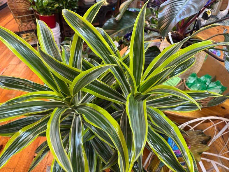 Variegated green and yellow striped houseplant in a pot, seen close up indoors