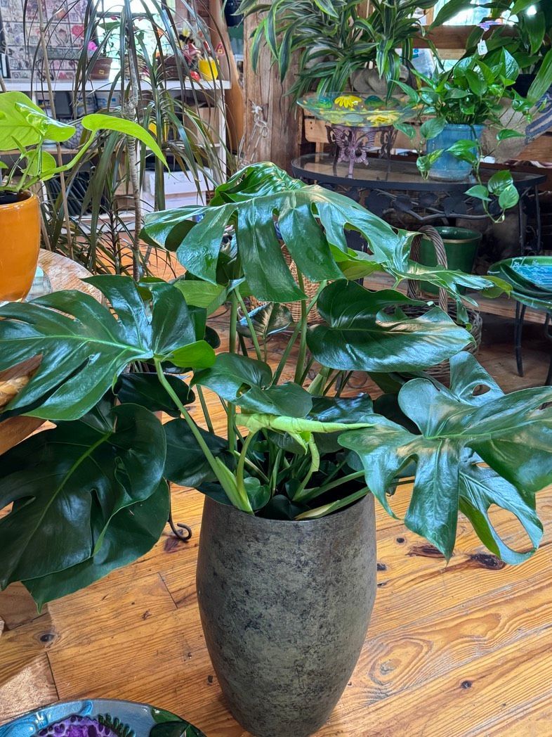 Potted green houseplant in a gray vase on a wooden floor in a lush indoor garden