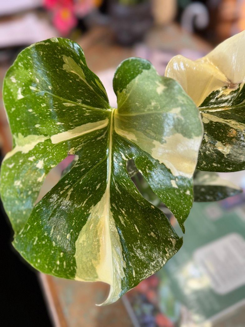 Variegated green and cream heart-shaped leaf in close-up, likely a potted houseplant