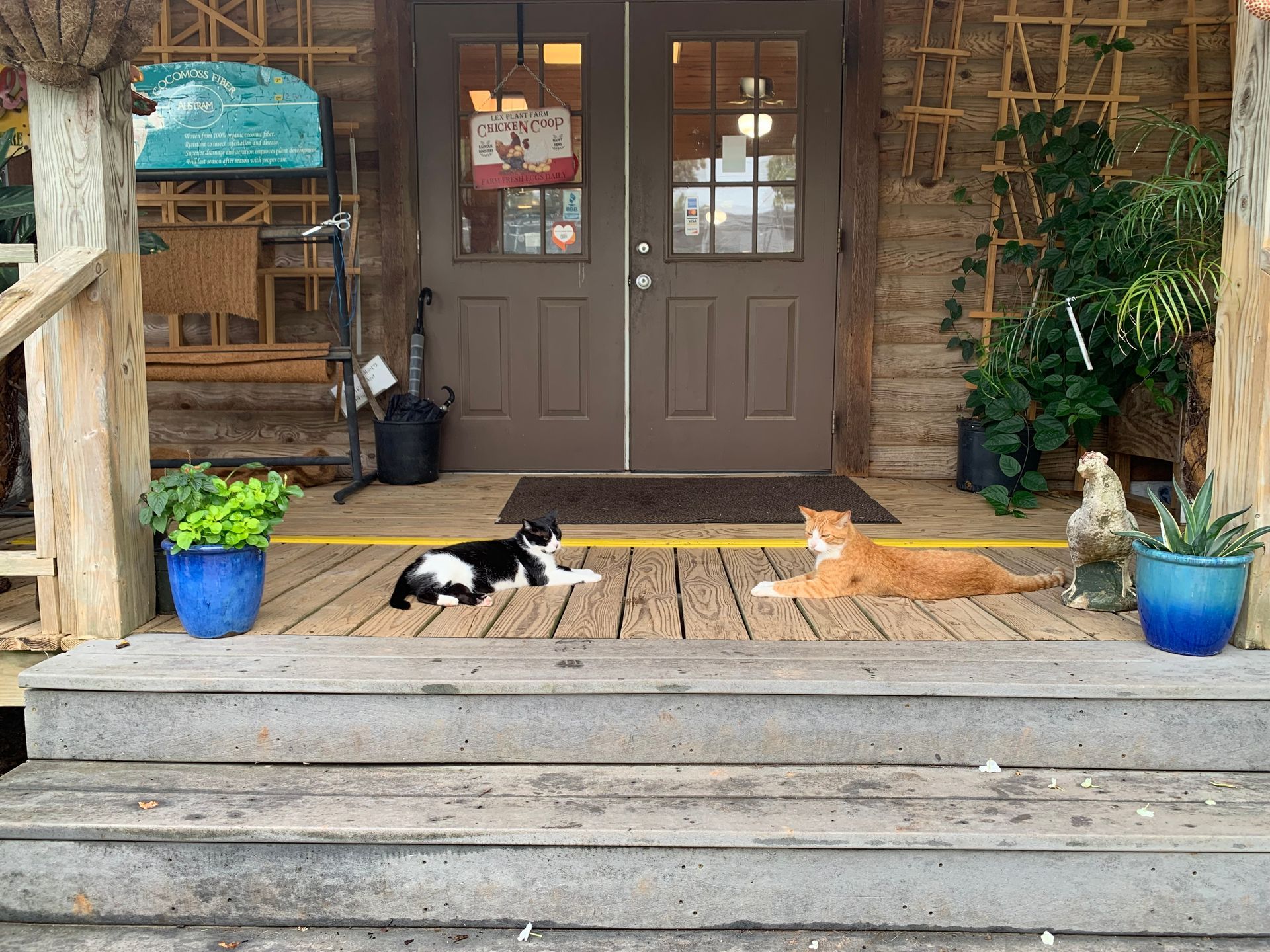 Two cats resting on a porch outside a brick house with potted plants and wooden steps