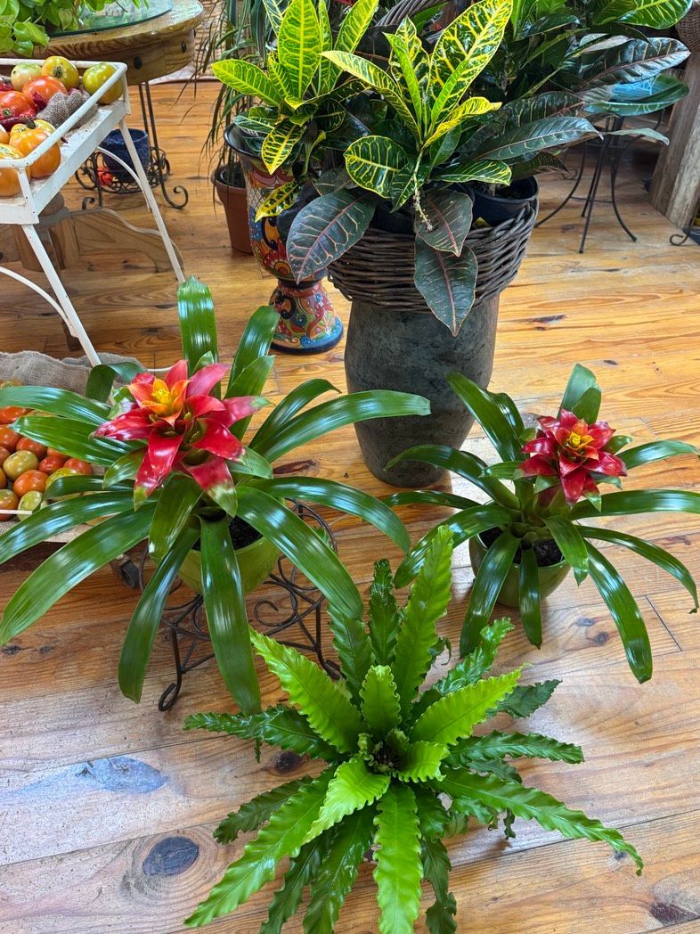 Small colorful potted bromeliads with red flowers on a wooden floor near a plant display