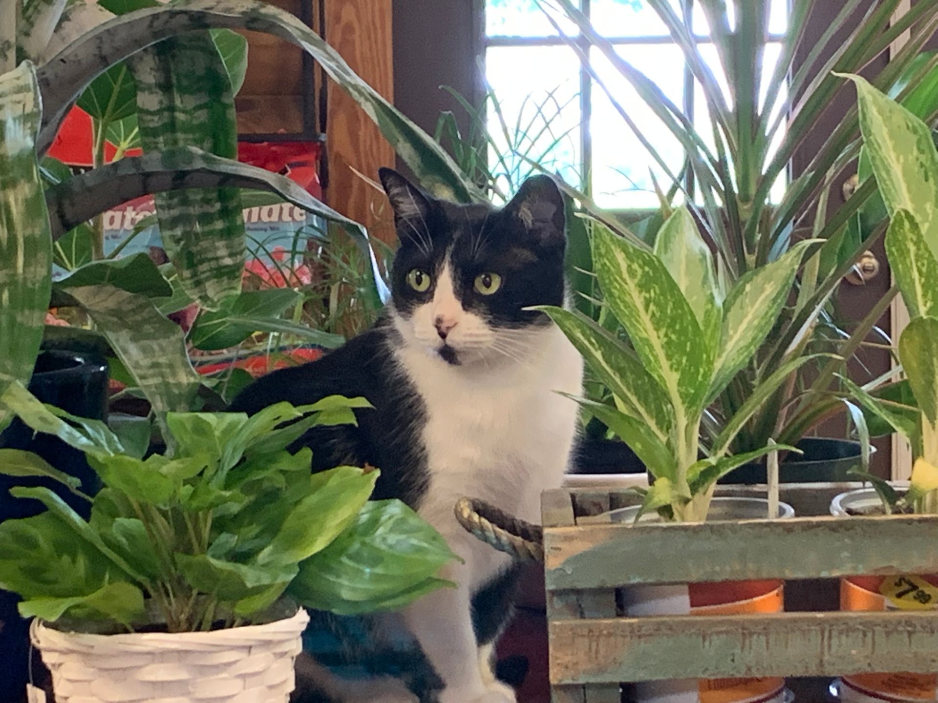Black-and-white cat sitting among potted plants by a window