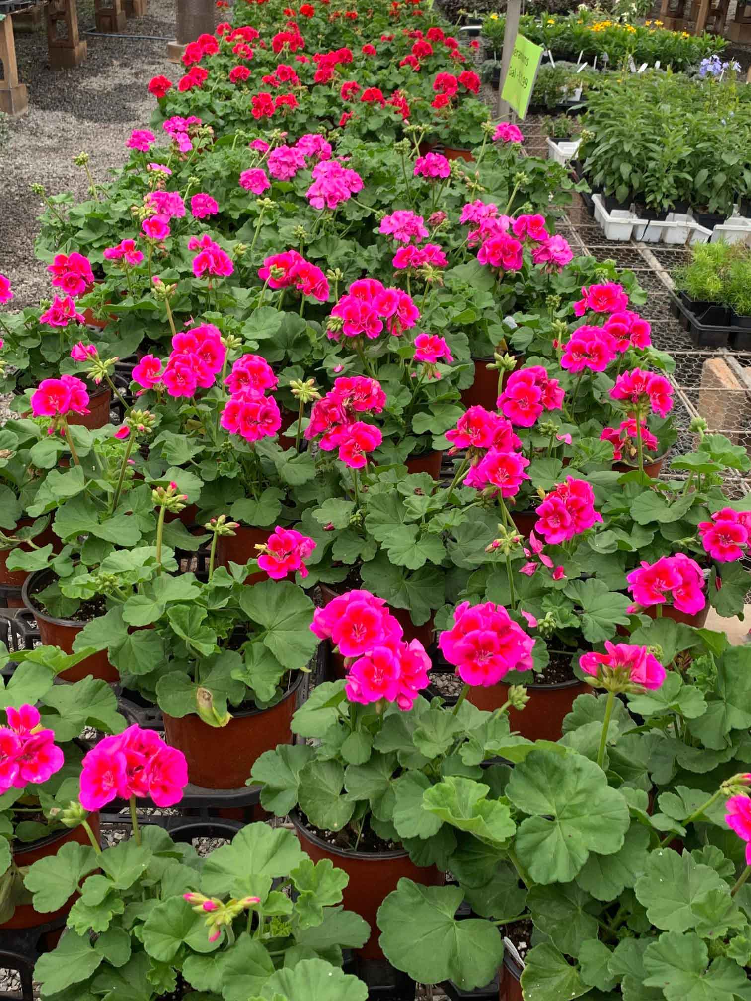 Geraniums — Shreveport, LA — Lex Plant Farm Geraniums — Shreveport, LA — Lex Plant Farm