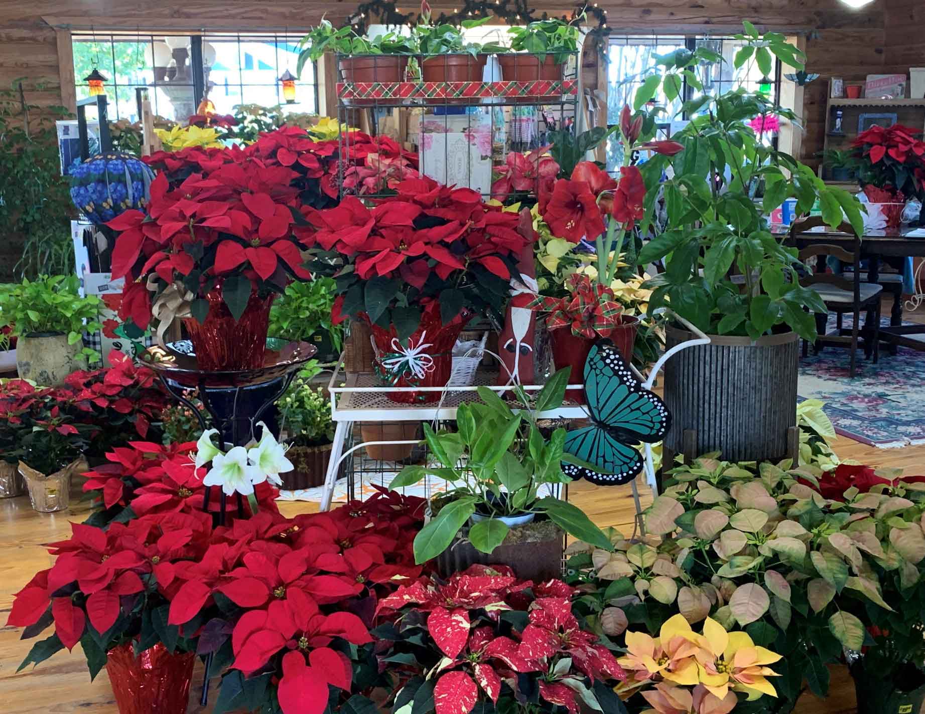 Flowers on Shop — Shreveport, LA — Lex Plant Farm