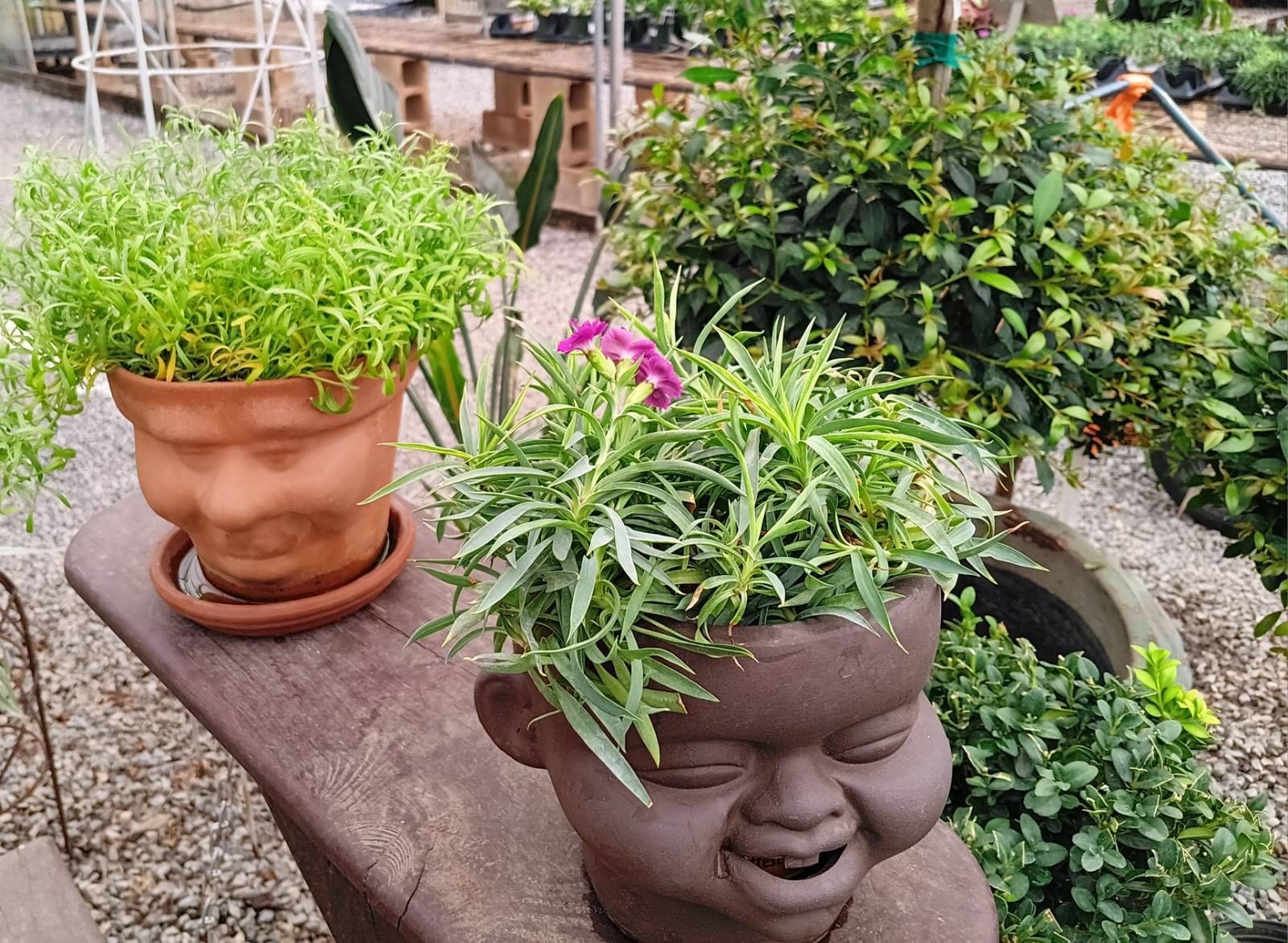 Two smiling terracotta planters with lush green plants in a garden center