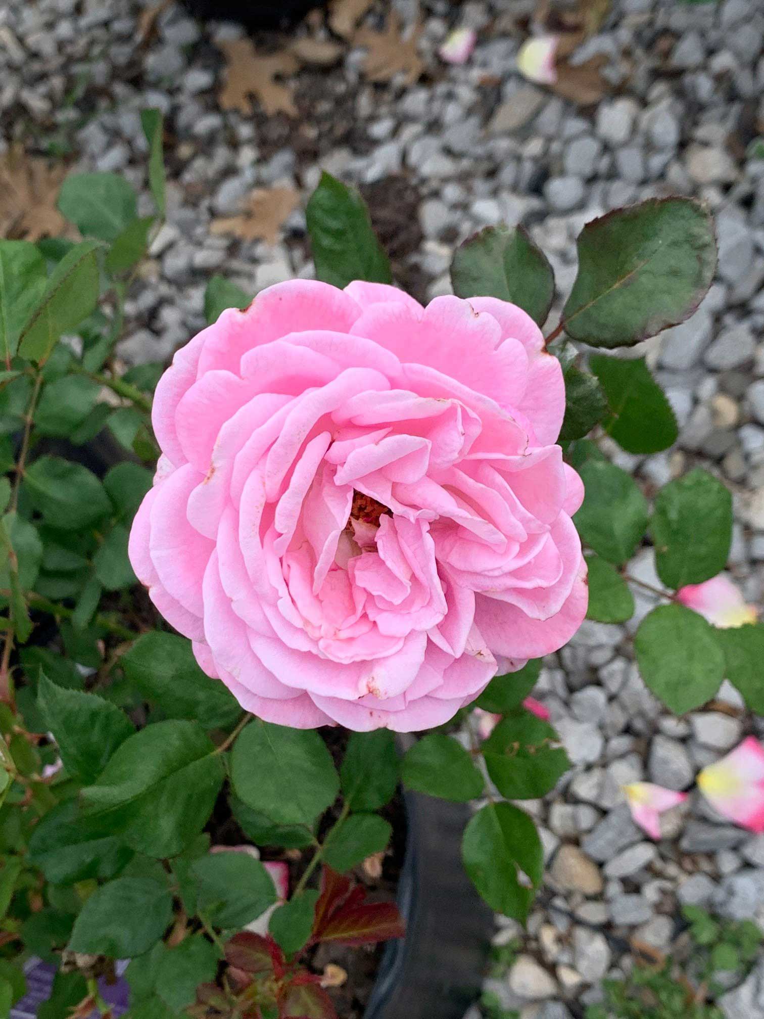 Pink Rose — Shreveport, LA — Lex Plant Farm Pink Rose — Shreveport, LA — Lex Plant Farm