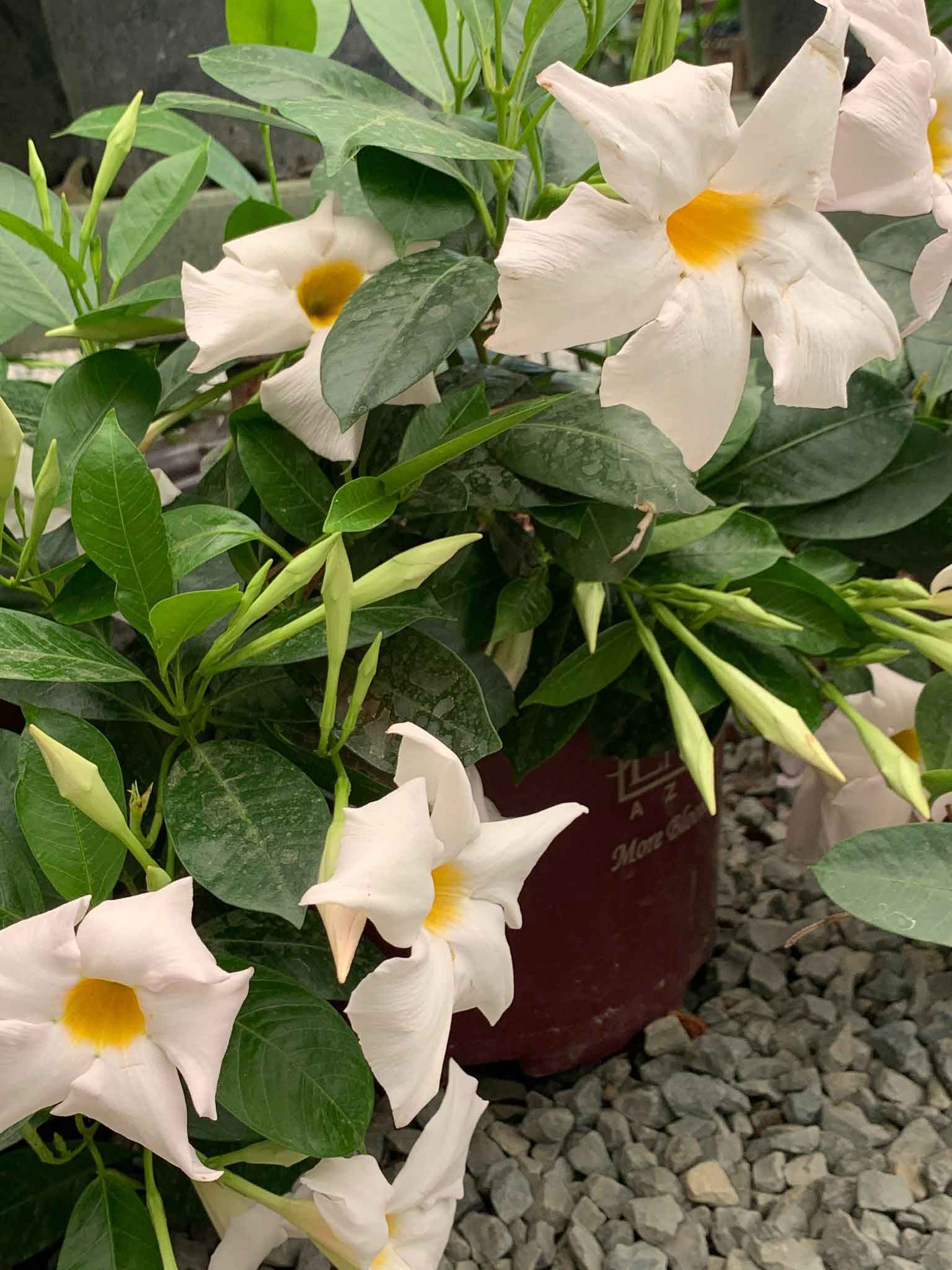 White Bush Flowers Mandevilla — Shreveport, LA — Lex Plant Farm