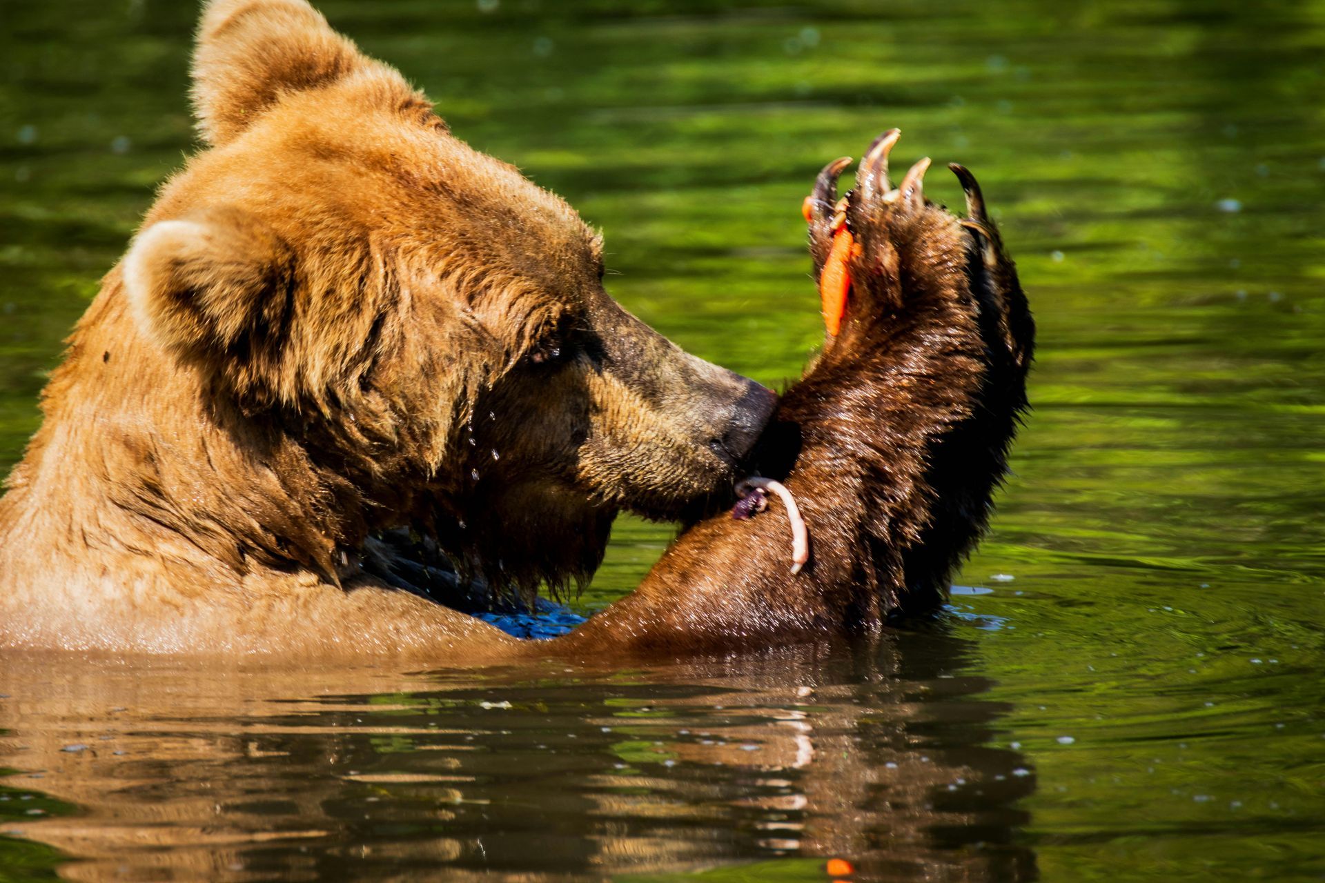 Get up close and personal with bears and other unique wildlife with a visit to Alaska