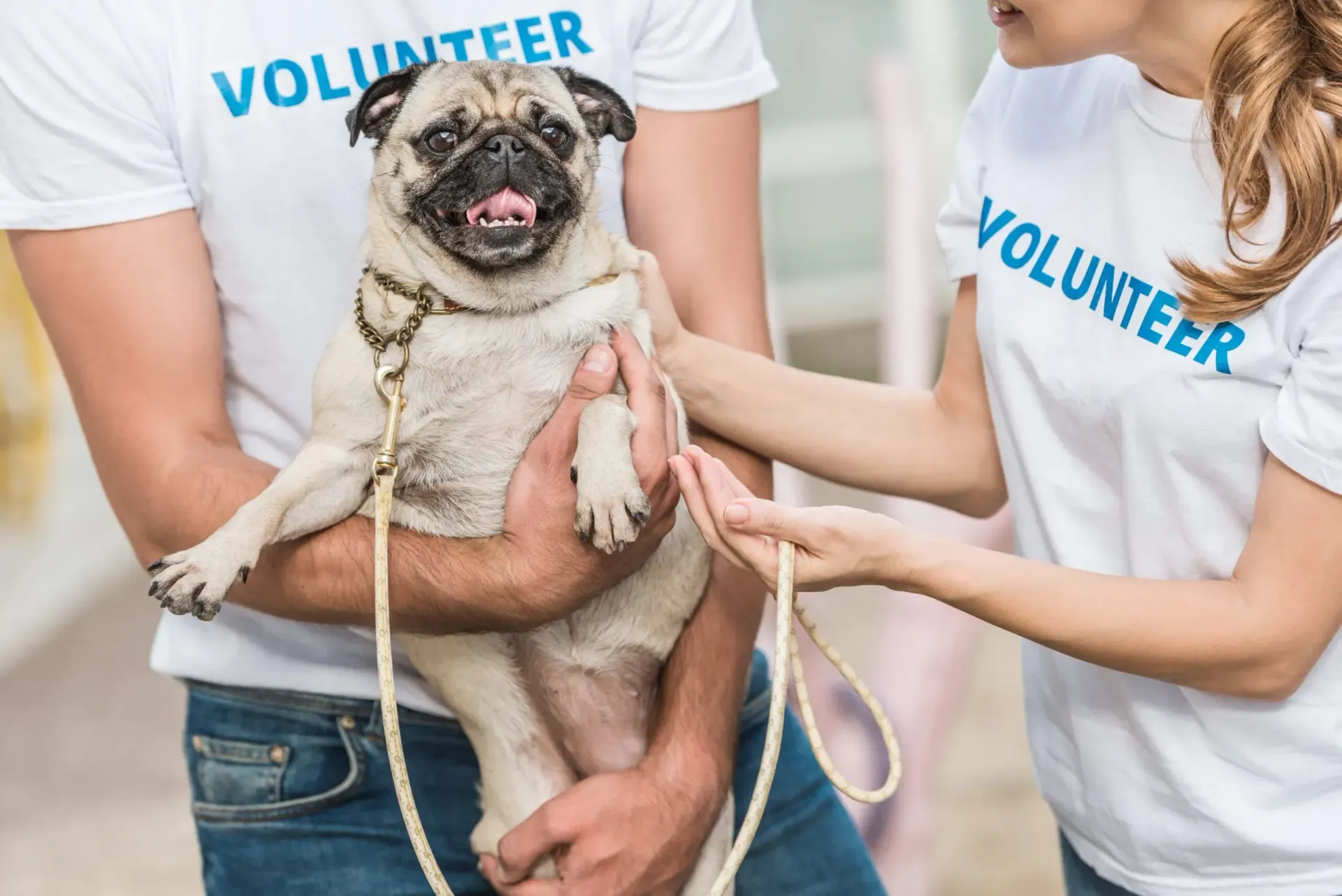 Animal Shelters