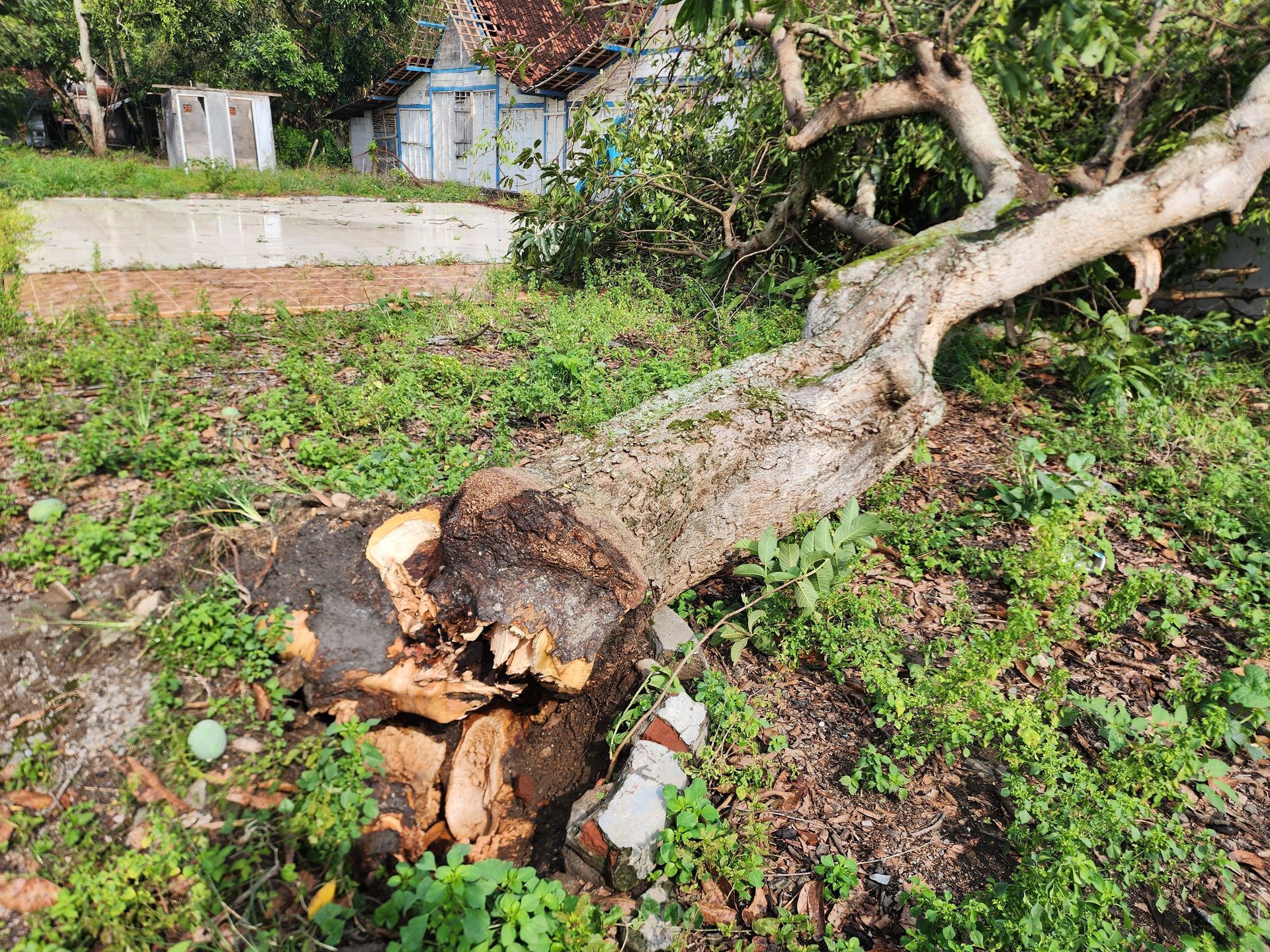 Emergency tree removal in Franklin TN. Emergency tree removal in Franklin TN.