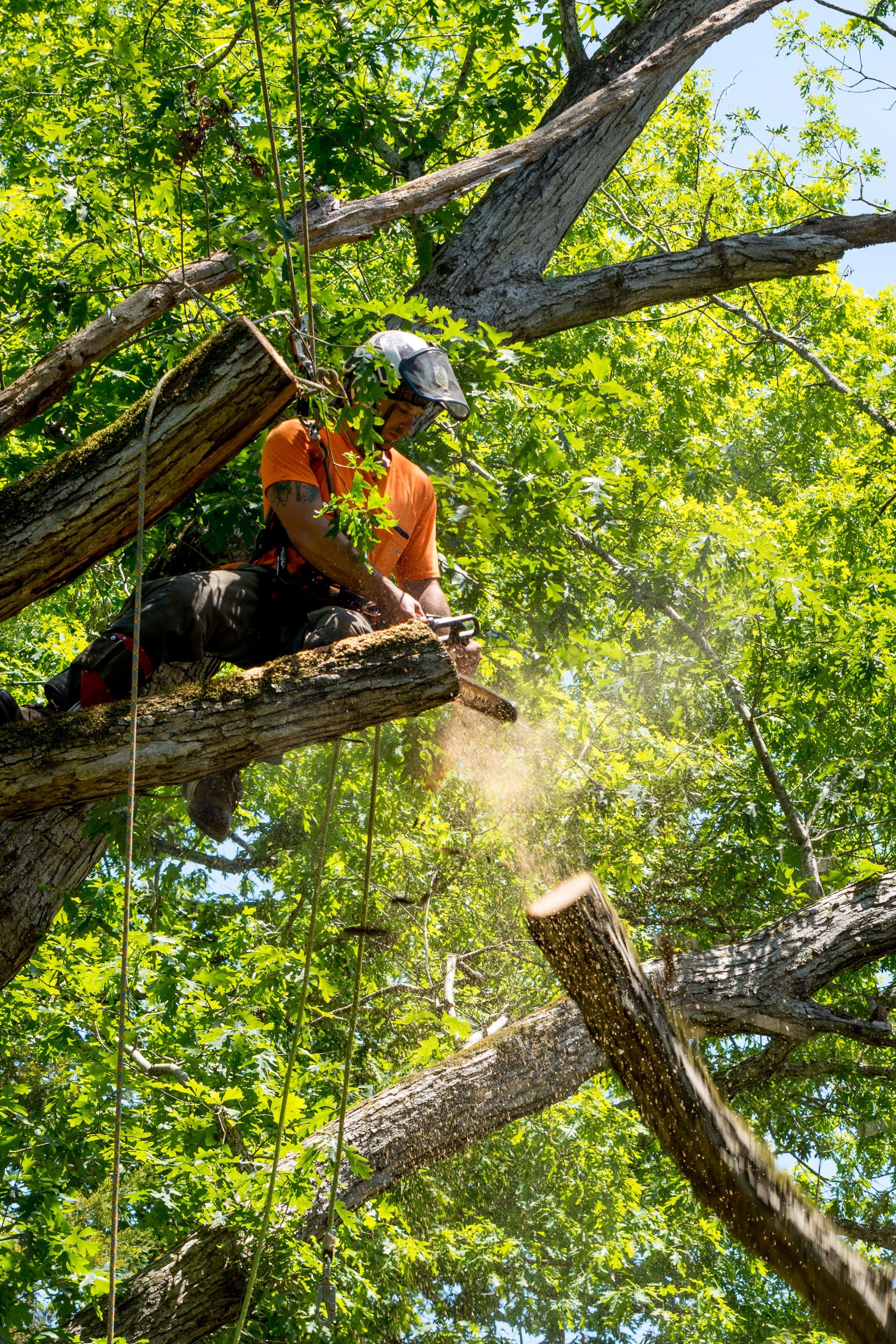Arborist in safety gear trimming a tree branch with a chainsaw.