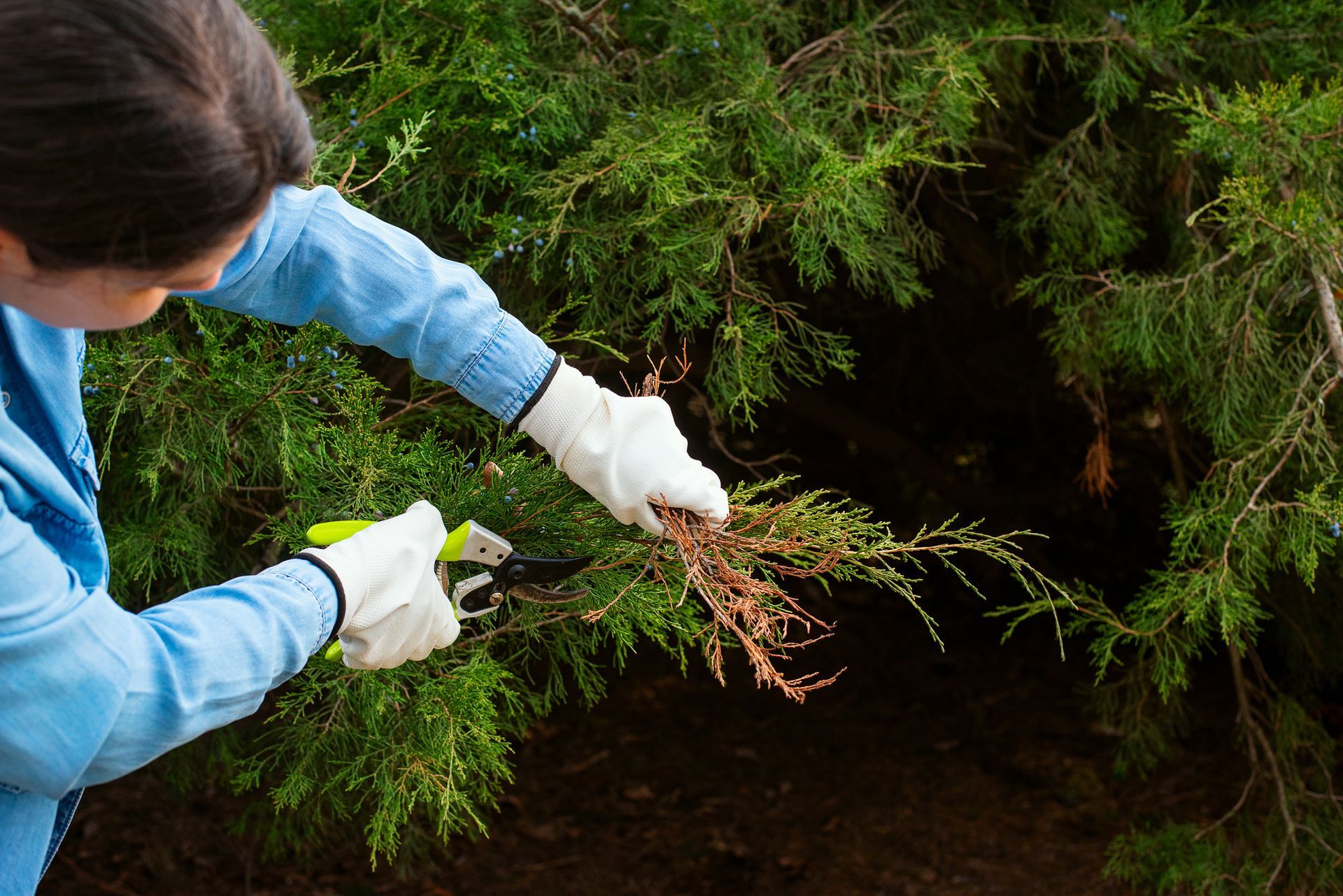 A female gardener with gloves prunes the branches of a large plant. A female gardener with gloves prunes the branches of a large plant.