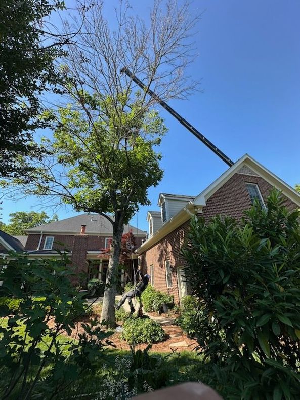 An arborist, from a tree service company, in a red uniform, removing a tree branch with a chainsaw. An arborist, from a tree service company, in a red uniform, removing a tree branch with a chainsaw.