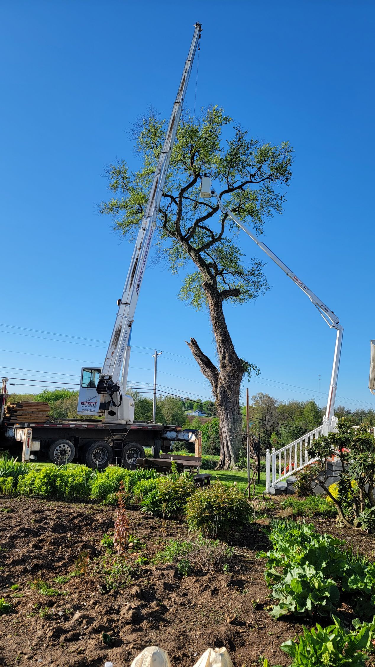 A large tree is being cut down by a crane.
