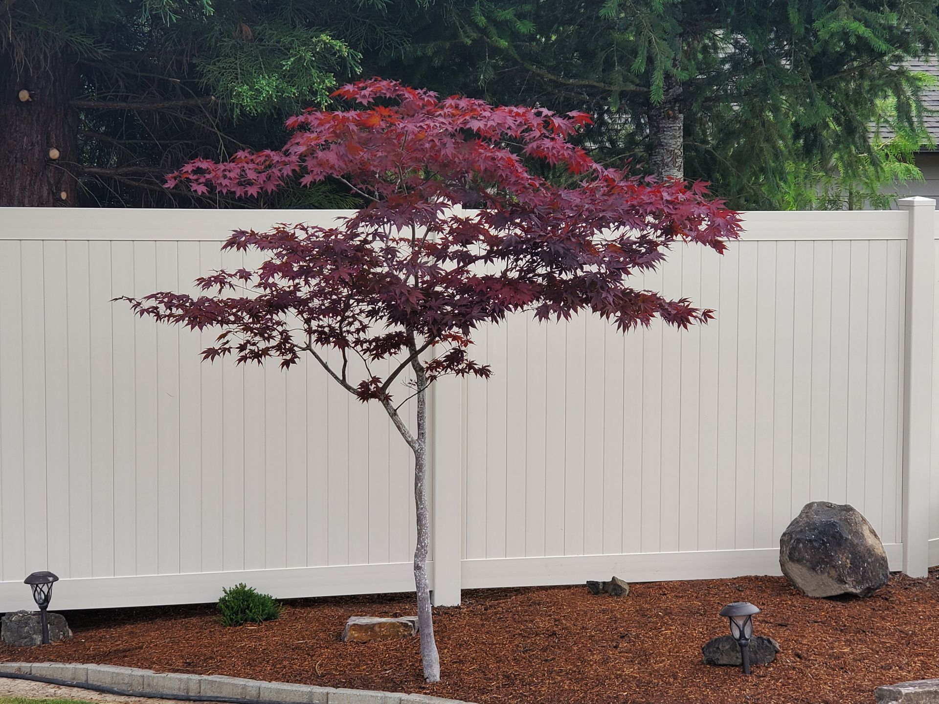 Small red-leaf tree in a landscaped yard beside a white fence and rocks, with mulch ground cover.