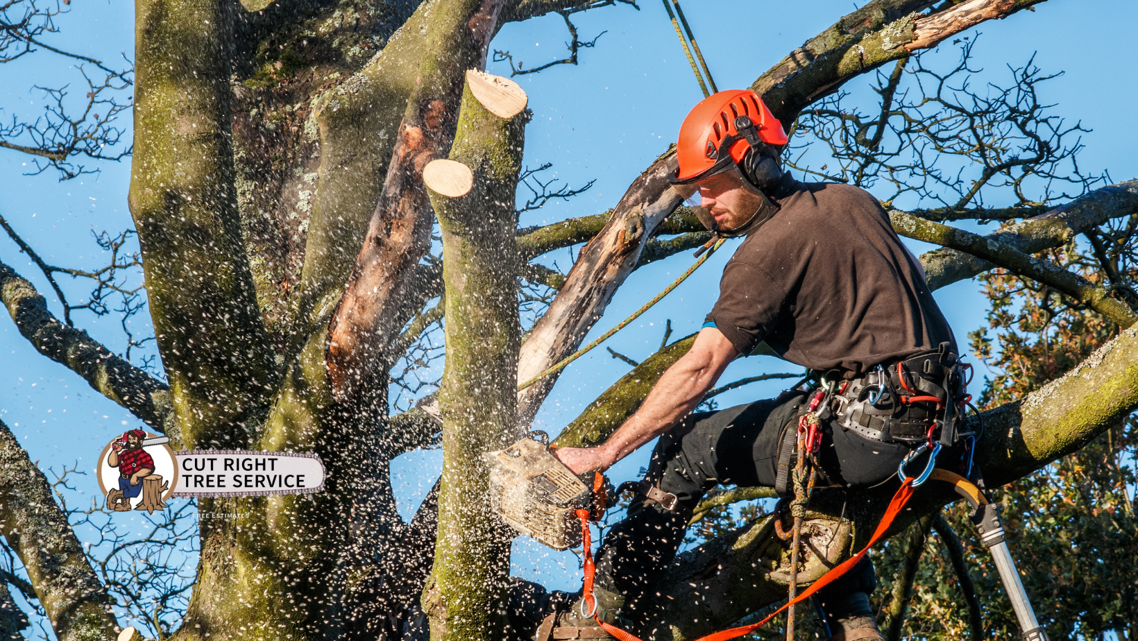 An arborist wearing safety gear and a harness uses a chainsaw to cut a branch from a large, mossy tree against a blue sky.