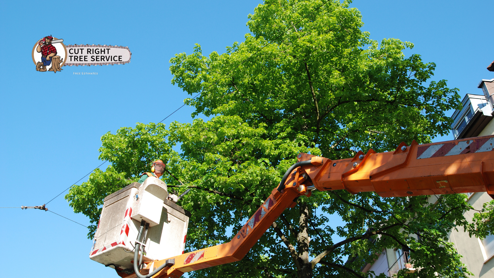 Arborist in a lift bucket trimming a green tree near power lines; blue sky.