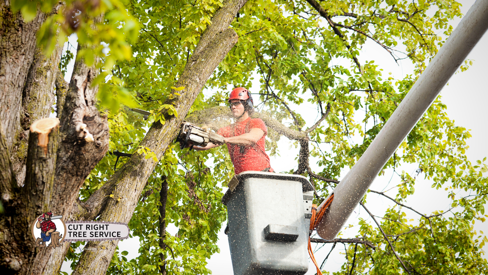 Arborist in bucket truck using chainsaw to trim tree branches. Dust and sawdust in the air.