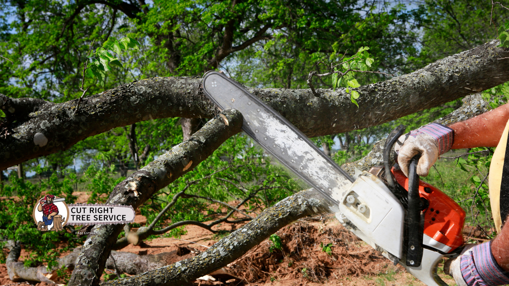 A person wearing gloves uses a chainsaw to cut a fallen tree branch in an outdoor, wooded area.