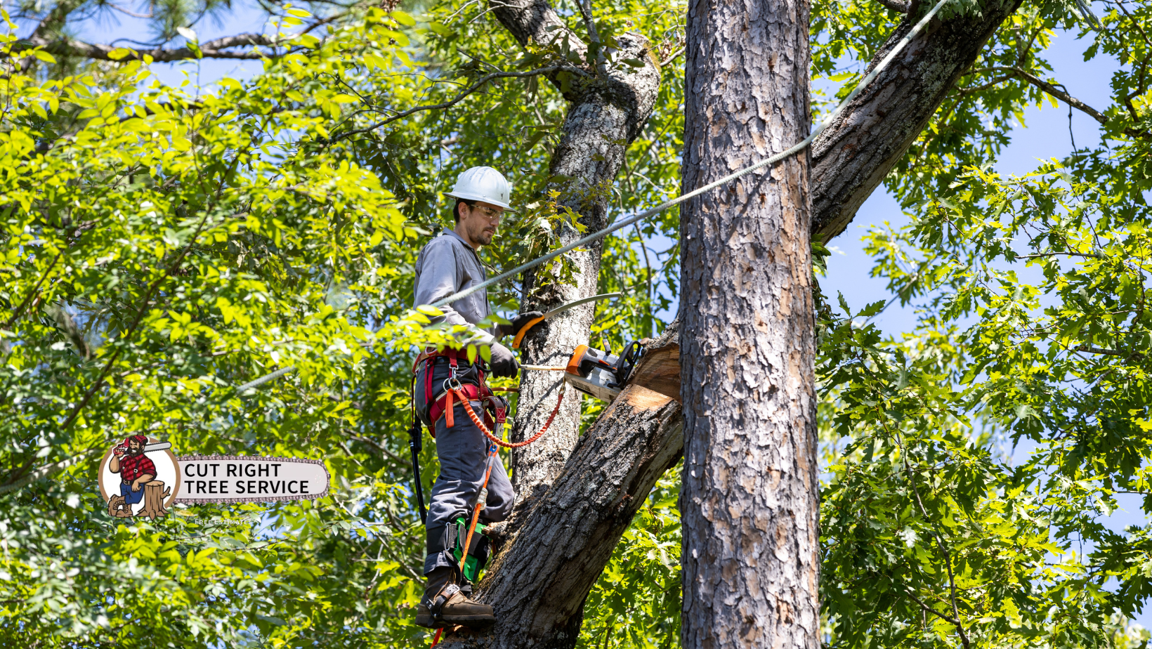 A worker in a white helmet and harness uses a chainsaw to cut a tree branch high up in a tree.