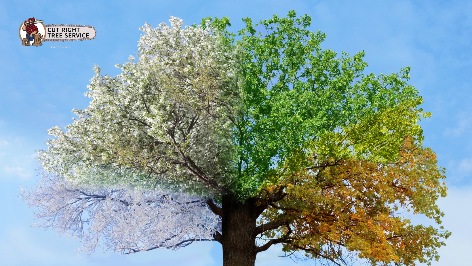 A single tree split into four sections representing the four seasons, showing snowy, blossoming, green, and autumn leaves.